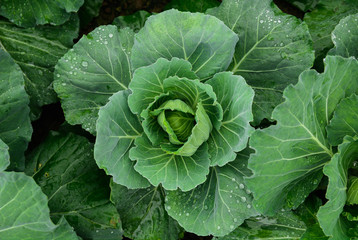 The fresh cabbage_02