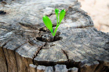 New green leaves born on old tree, textured background , nature stock photo