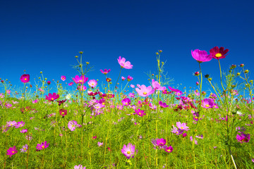 Field of cosmos flowers against clear blue sky