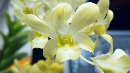 Orchid on a sunny day