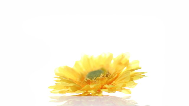 Yellow flower spinning around on a white background