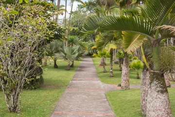 Weg mit Palmen im Jardin de Balata, Martinique