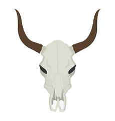 Cow skull with horns