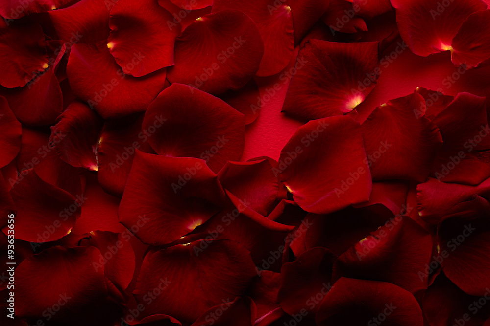 Wall mural Petals of red rose