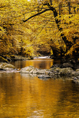 Autumn river