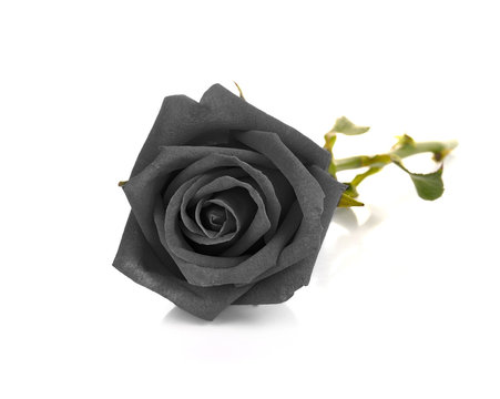 Black Rose Isolated On White Background