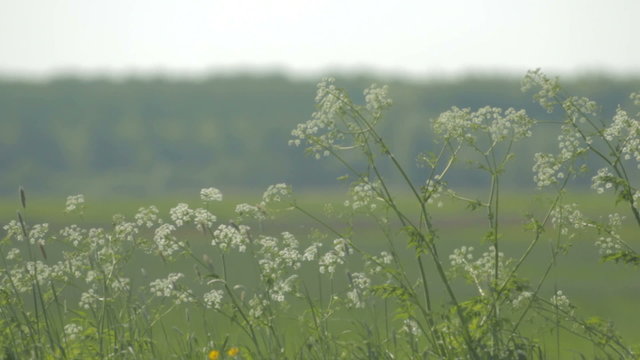 Cow Parsley or Wild Chervil, Wild Beaked Parsley, Keck waving gently in the wind.