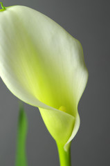 calla