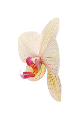 Orchid side view