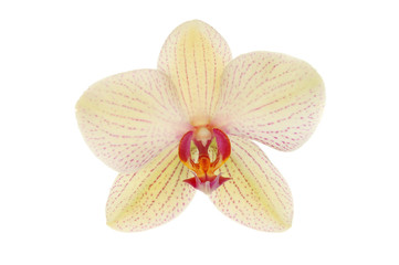 Fototapeta na wymiar Moth orchid