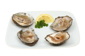 Oysters