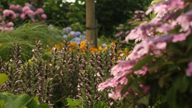 Garden with Hortensia flowers. Focus shifts from the background to the foreground.