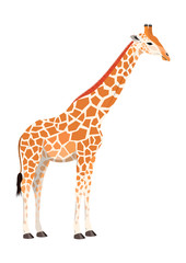 Obraz premium Giraffe