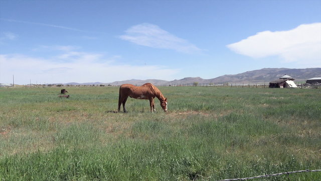 Horse Stallion grazing in farm pasture HD 040