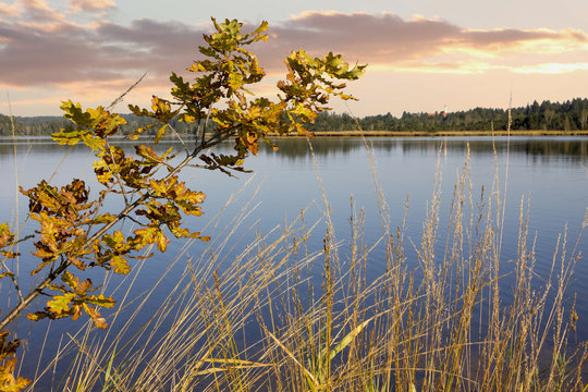 Kirchsee im Herbst mit Eichenzweig