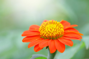 Zinnia flower