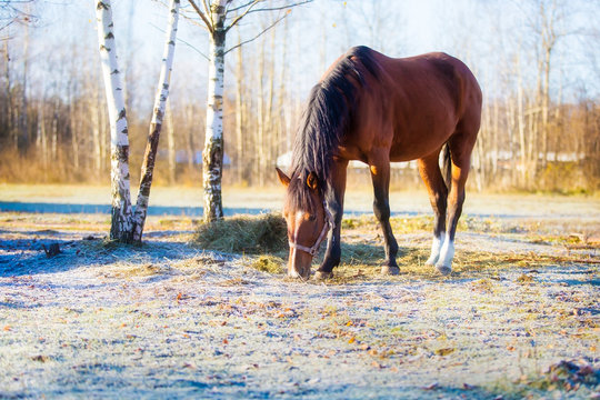 A horse grazes in the background of the autumn landscape