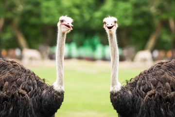 Paar struisvogel
