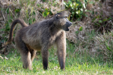 cape baboon at Cape Point in South Africa