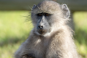 cape baboon at Cape Point in South Africa