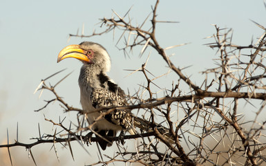 Yellow-billed hornbill
