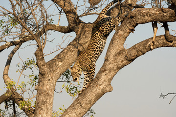 Fototapeta premium Leopard climbing down a tree