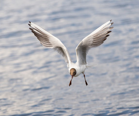 Fototapeta premium seagull flies over the sea.