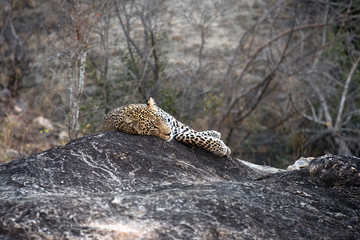 Leopard resting on a rock