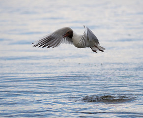 seagull flying over the sea
