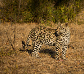 Leopard in morning sun
