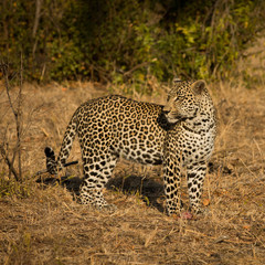 Leopard in morning sun
