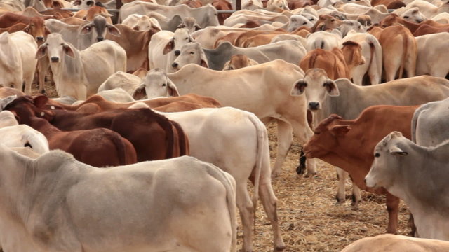 Brahman Beef Cattle Cows in sale yard pens waiting for live export