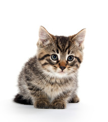 Obraz premium Cute tabby kitten on white