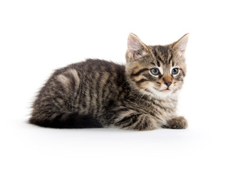 Obraz premium Cute tabby kitten on white