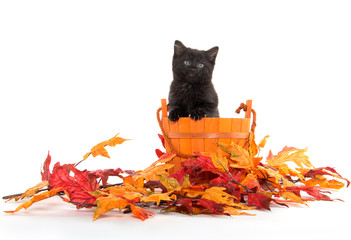 Black kitten and orange bucket