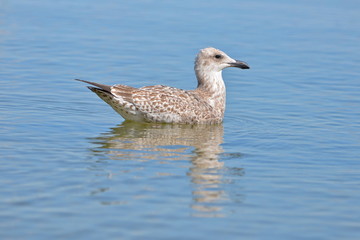 Goéland sur l'eau