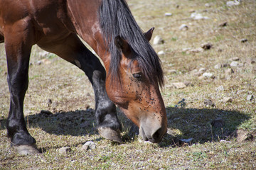 Obraz premium horse grazing with flies in the face