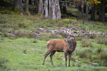 Rothirsch Brunft © Xaver Klaussner