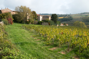 Les vignes à l ' automne , maison en  Beaujolais , rhône