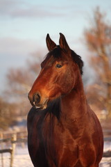 Obraz premium Bay horse portrait in winter