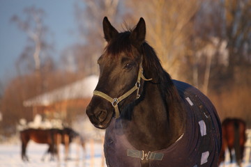 Black horse in warm rug in winter