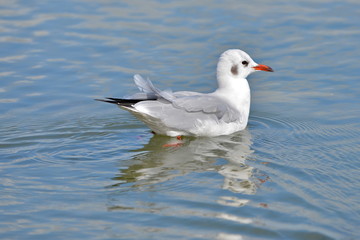 Mouette rieuse sur l'eau