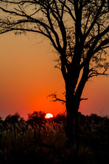 Fototapeta na wymiar Red Africa Sunset