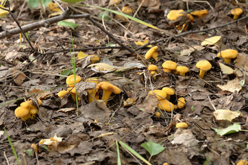 chanterelle, girolle, cantharellus, cibarius, forest, nature, golden
