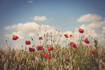 Obraz premium Red poppies in field of wheat