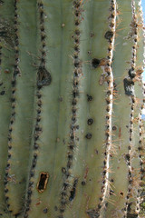 Pezzo cactus