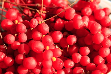 harvest of red schisandra