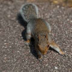 Dynamic squirrel running