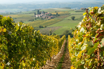 Les vignes à l ' automne , Beaujolais , rhône
