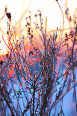 plants in the frost at sunset